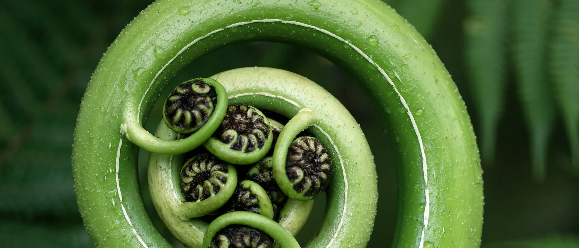 Vue rapprochée d’une jeune fronde de fougère verte en cours de déploiement, enroulée en spirale avec de petites folioles recourbées en son centre, entourée d’un feuillage de fougères vertes et luxuriantes.